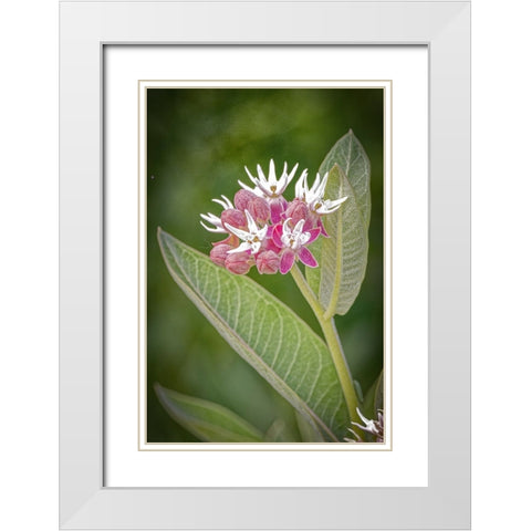 USA-Colorado-Fort Collins Showy milkweed flowers White Modern Wood Framed Art Print with Double Matting by Jaynes Gallery