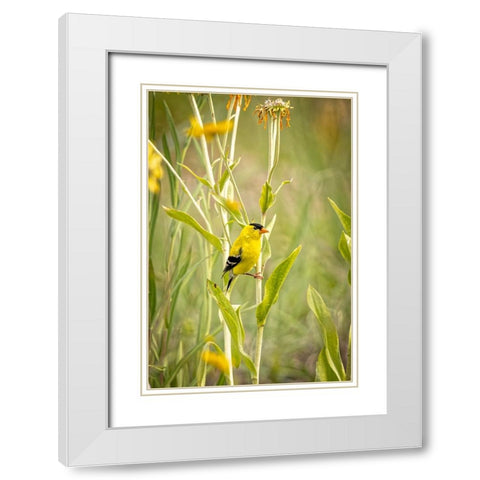 USA-Colorado-Fort Collins Male American goldfinch close-up White Modern Wood Framed Art Print with Double Matting by Jaynes Gallery