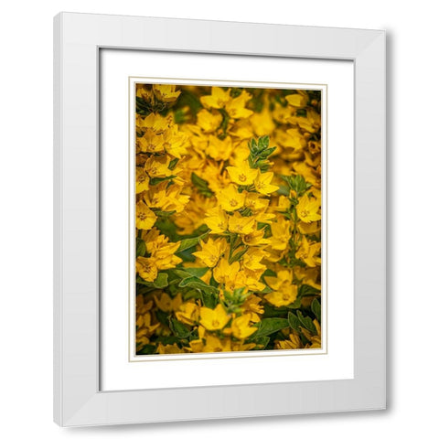 USA-Colorado-Fort Collins Yellow loosestrife flowers White Modern Wood Framed Art Print with Double Matting by Jaynes Gallery