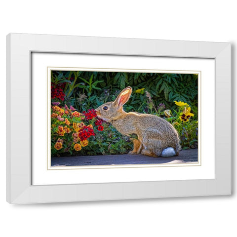 USA-Colorado-Fort Collins Eastern cottontail rabbit close-up White Modern Wood Framed Art Print with Double Matting by Jaynes Gallery