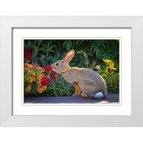 USA-Colorado-Fort Collins Eastern cottontail rabbit close-up White Modern Wood Framed Art Print with Double Matting by Jaynes Gallery