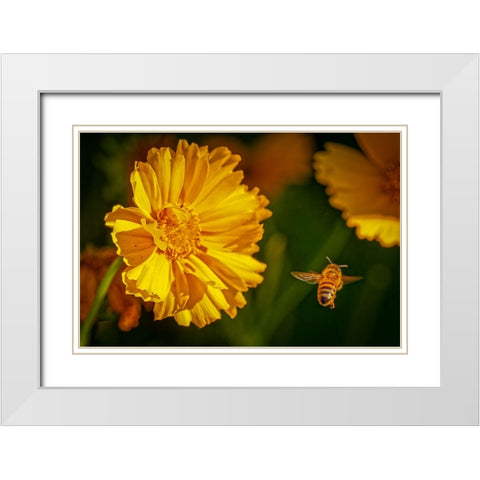 USA-Colorado-Fort Collins Honey bee flying near yellow flower White Modern Wood Framed Art Print with Double Matting by Jaynes Gallery