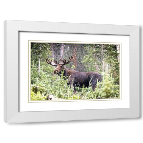 USA-Colorado-Cameron Pass Shiras male moose grazing in forest White Modern Wood Framed Art Print with Double Matting by Jaynes Gallery