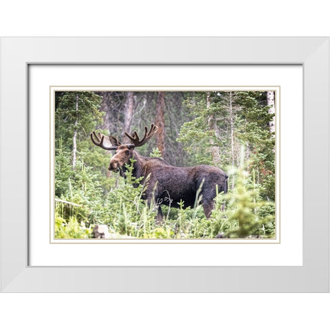 USA-Colorado-Cameron Pass Shiras male moose grazing in forest White Modern Wood Framed Art Print with Double Matting by Jaynes Gallery