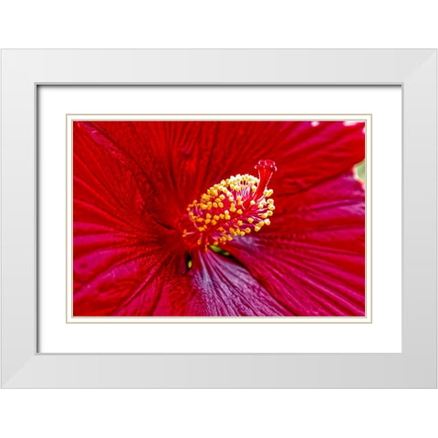 USA-Colorado-Fort Collins Hibiscus flower detail White Modern Wood Framed Art Print with Double Matting by Jaynes Gallery