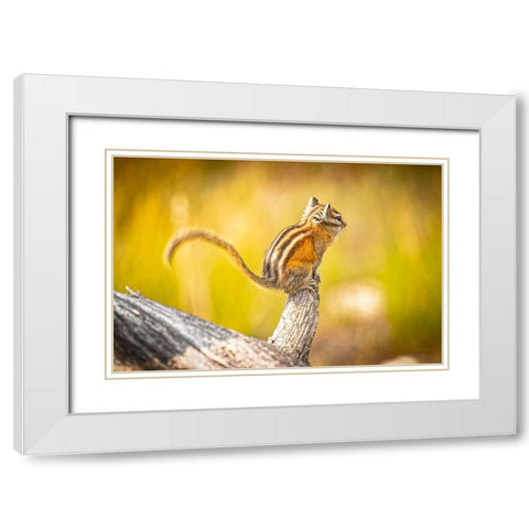 USA-Colorado Least chipmunk on log White Modern Wood Framed Art Print with Double Matting by Jaynes Gallery