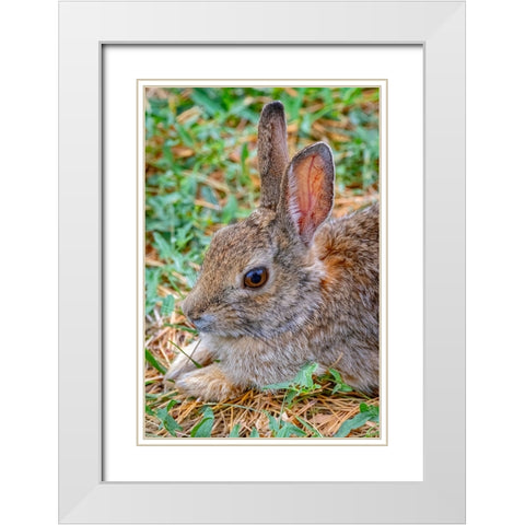 USA-Colorado-Fort Collins Eastern cottontail rabbit close-up White Modern Wood Framed Art Print with Double Matting by Jaynes Gallery