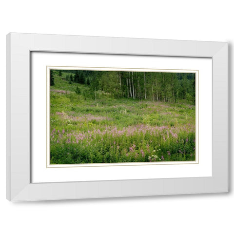USA-Colorado-Gunnison National Forest Fireweed wildflowers and aspens in meadow White Modern Wood Framed Art Print with Double Matting by Jaynes Gallery