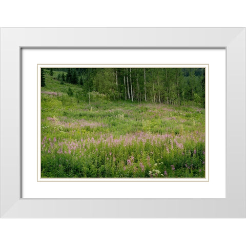 USA-Colorado-Gunnison National Forest Fireweed wildflowers and aspens in meadow White Modern Wood Framed Art Print with Double Matting by Jaynes Gallery