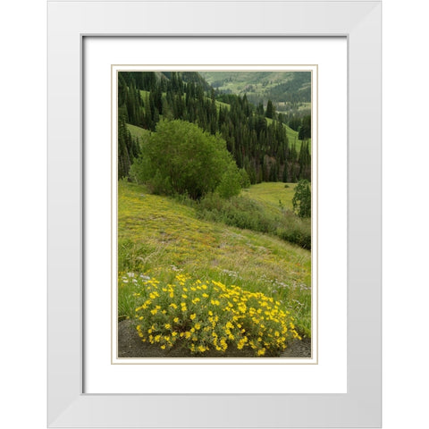 USA-Colorado-Gunnison National Forest Hairy golden aster flowers and mountain landscape White Modern Wood Framed Art Print with Double Matting by Jaynes Gallery