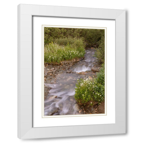 USA-Colorado Mountain wildflowers and stream White Modern Wood Framed Art Print with Double Matting by Jaynes Gallery