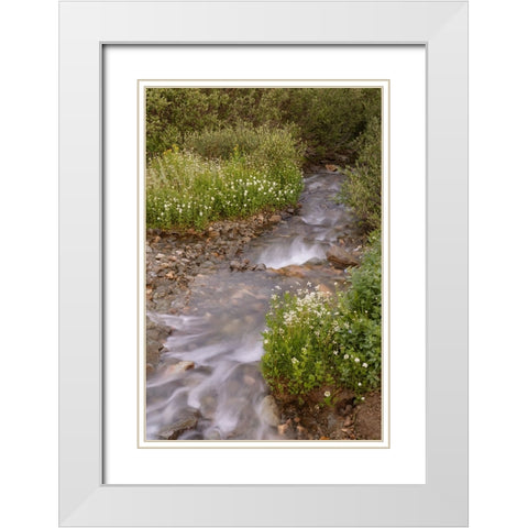 USA-Colorado Mountain wildflowers and stream White Modern Wood Framed Art Print with Double Matting by Jaynes Gallery