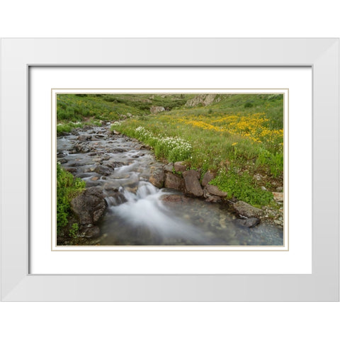 USA-Colorado Mountain wildflowers and stream White Modern Wood Framed Art Print with Double Matting by Jaynes Gallery