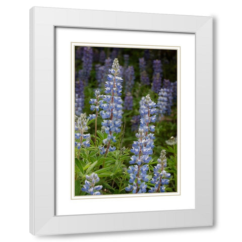 USA-Colorado-Gunnison National Forest Lupine flowers in San Juan Mountains White Modern Wood Framed Art Print with Double Matting by Jaynes Gallery