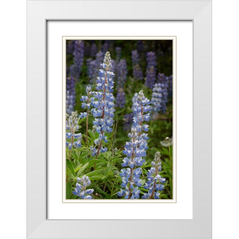 USA-Colorado-Gunnison National Forest Lupine flowers in San Juan Mountains White Modern Wood Framed Art Print with Double Matting by Jaynes Gallery