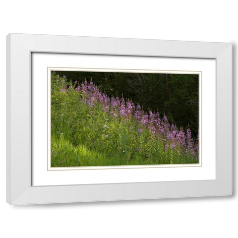 USA-Colorado-Gunnison National Forest Fireweed flowers White Modern Wood Framed Art Print with Double Matting by Jaynes Gallery