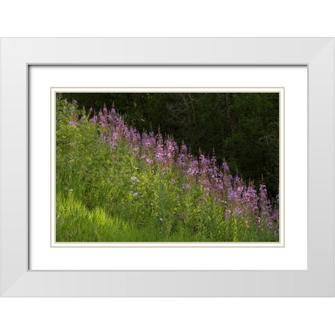 USA-Colorado-Gunnison National Forest Fireweed flowers White Modern Wood Framed Art Print with Double Matting by Jaynes Gallery