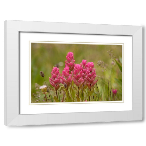 USA-Colorado-American Basin Rosy paintbrush flowers close-up White Modern Wood Framed Art Print with Double Matting by Jaynes Gallery
