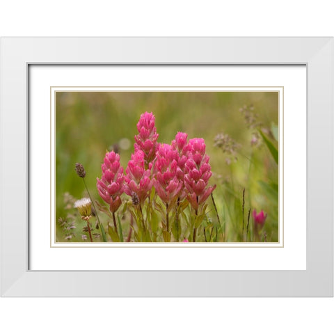 USA-Colorado-American Basin Rosy paintbrush flowers close-up White Modern Wood Framed Art Print with Double Matting by Jaynes Gallery