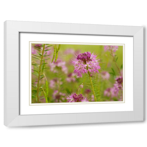 USA-Colorado Rocky Mountain bee plant close-up White Modern Wood Framed Art Print with Double Matting by Jaynes Gallery