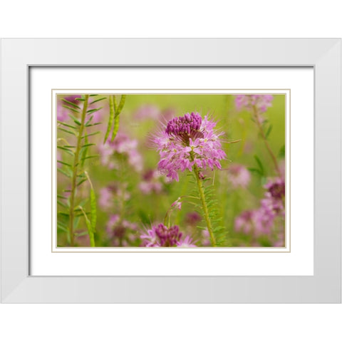 USA-Colorado Rocky Mountain bee plant close-up White Modern Wood Framed Art Print with Double Matting by Jaynes Gallery