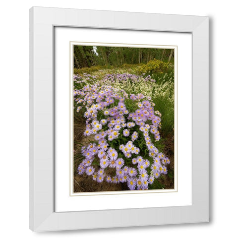 USA-Colorado-San Juan Mountains Wildflowers in meadow White Modern Wood Framed Art Print with Double Matting by Jaynes Gallery