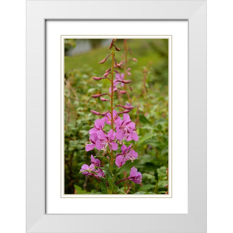 USA-Colorado-Uncompahgre National Forest Fireweed flowers close-up White Modern Wood Framed Art Print with Double Matting by Jaynes Gallery