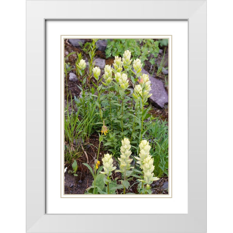 USA-Colorado-Uncompahgre National Forest Yellow paintbrush flowers close-up White Modern Wood Framed Art Print with Double Matting by Jaynes Gallery