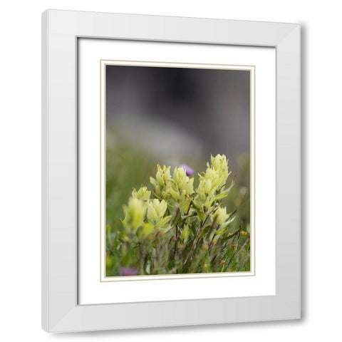 USA-Colorado-Gunnison National Forest Yellow paintbrush flowers close-up White Modern Wood Framed Art Print with Double Matting by Jaynes Gallery