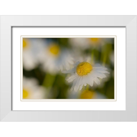 USA-Colorado-Gunnison National Forest Wild chamomile flower abstract White Modern Wood Framed Art Print with Double Matting by Jaynes Gallery