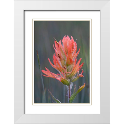 USA-Colorado-Uncompahgre National Forest Indian paintbrush flower close-up White Modern Wood Framed Art Print with Double Matting by Jaynes Gallery