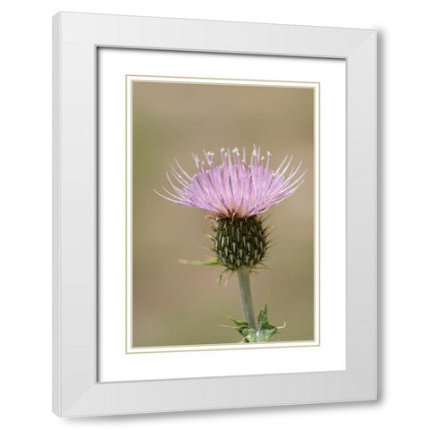 USA-Colorado-San Juan Mountains Thistle flower close-up White Modern Wood Framed Art Print with Double Matting by Jaynes Gallery
