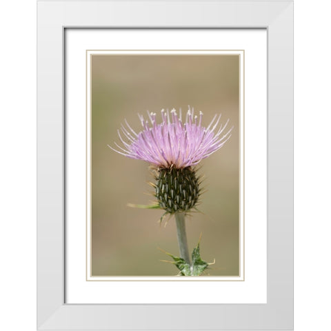 USA-Colorado-San Juan Mountains Thistle flower close-up White Modern Wood Framed Art Print with Double Matting by Jaynes Gallery