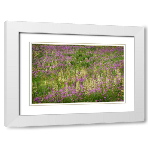 USA-Colorado-Gunnison National Forest Fireweeds in mountain meadow White Modern Wood Framed Art Print with Double Matting by Jaynes Gallery