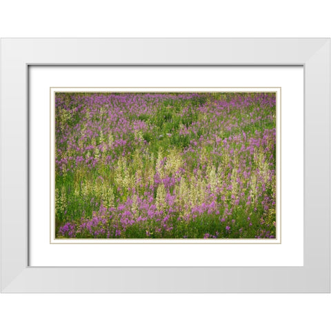 USA-Colorado-Gunnison National Forest Fireweeds in mountain meadow White Modern Wood Framed Art Print with Double Matting by Jaynes Gallery