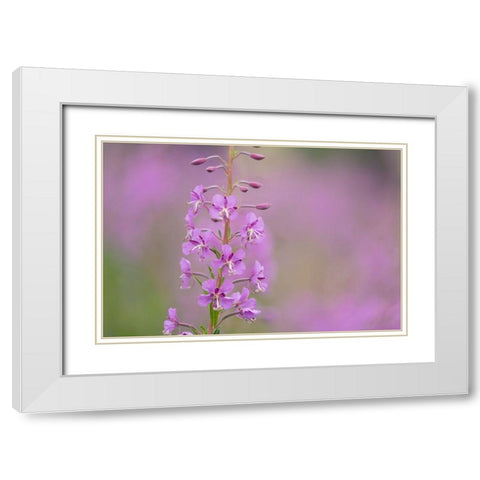 USA-Colorado-Gunnison National Forest Fireweed flowers close-up White Modern Wood Framed Art Print with Double Matting by Jaynes Gallery