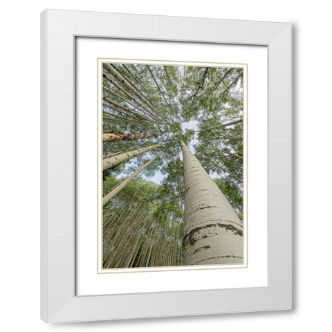 USA-Colorado-Gunnison National Forest Looking up at aspen trees White Modern Wood Framed Art Print with Double Matting by Jaynes Gallery