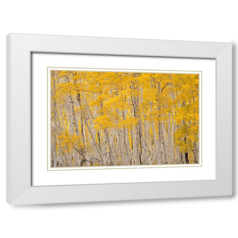USA-Colorado-Uncompahgre National Forest Aspen trees in autumn White Modern Wood Framed Art Print with Double Matting by Jaynes Gallery