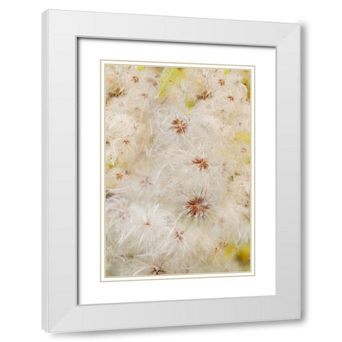 USA-Colorado-Uncompahgre National Forest Seedheads of clematis plant White Modern Wood Framed Art Print with Double Matting by Jaynes Gallery