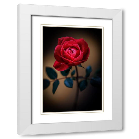 USA-Colorado-Loveland Rose close-up White Modern Wood Framed Art Print with Double Matting by Jaynes Gallery