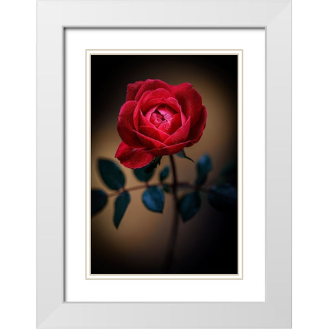 USA-Colorado-Loveland Rose close-up White Modern Wood Framed Art Print with Double Matting by Jaynes Gallery
