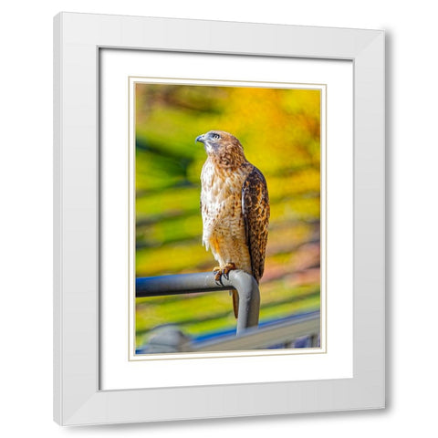 USA-Colorado-Fort Collins Red-tailed hawk close-up White Modern Wood Framed Art Print with Double Matting by Jaynes Gallery