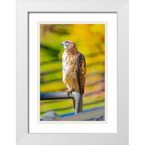 USA-Colorado-Fort Collins Red-tailed hawk close-up White Modern Wood Framed Art Print with Double Matting by Jaynes Gallery