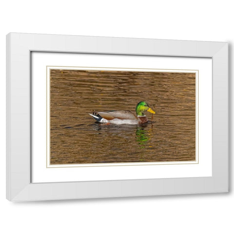 USA-Colorado-Loveland Mallard duck male swimming in lake White Modern Wood Framed Art Print with Double Matting by Jaynes Gallery