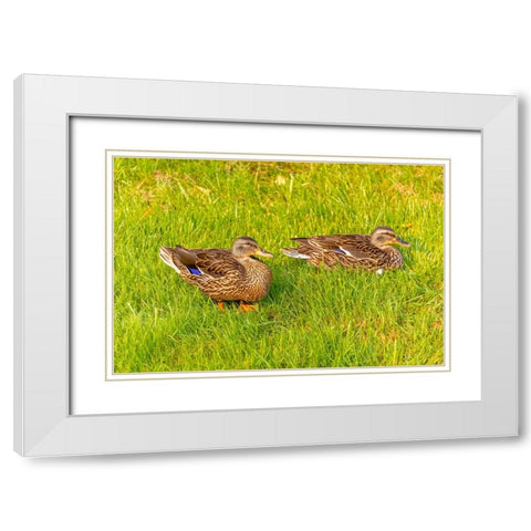 USA- Colorado- Fort Collins. Close-up of mallard ducks in grass. White Modern Wood Framed Art Print with Double Matting by Jaynes Gallery