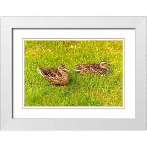 USA- Colorado- Fort Collins. Close-up of mallard ducks in grass. White Modern Wood Framed Art Print with Double Matting by Jaynes Gallery