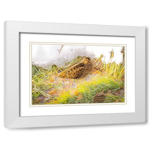 USA- Colorado- Fort Collins. Wilsons snipe in icy winter grass. White Modern Wood Framed Art Print with Double Matting by Jaynes Gallery