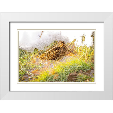USA- Colorado- Fort Collins. Wilsons snipe in icy winter grass. White Modern Wood Framed Art Print with Double Matting by Jaynes Gallery