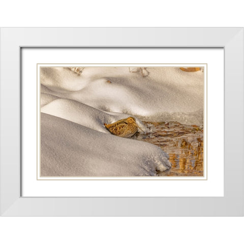 USA- Colorado- Fort Collins. Wilsons snipe drinks from stream in winter. White Modern Wood Framed Art Print with Double Matting by Jaynes Gallery
