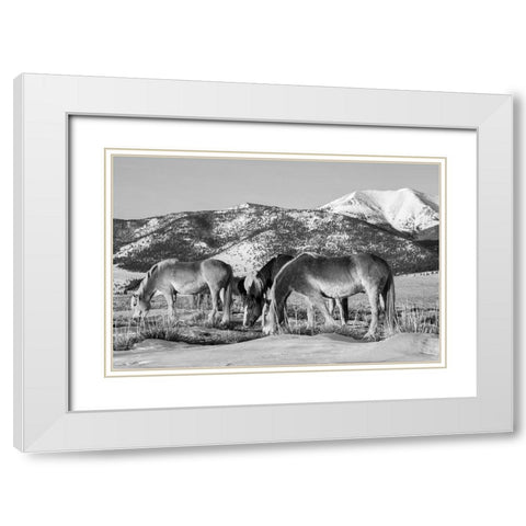 USA-Colorado-Westcliffe Music Meadows Ranch Herd of horses with Rocky Mountains in the distance White Modern Wood Framed Art Print with Double Matting by Hopkins, Cindy Miller